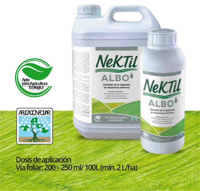 NeKTil Albo